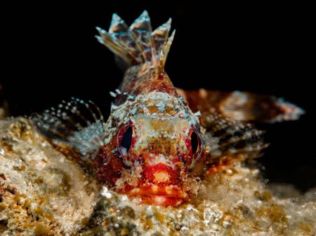 Madeira rockfish - Scorpaena maderensis 