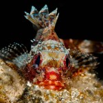 Madeira rockfish - Scorpaena maderensis 