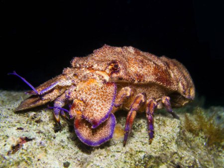 Photo for Mediterranean slipper lobster at night - Royalty Free Image