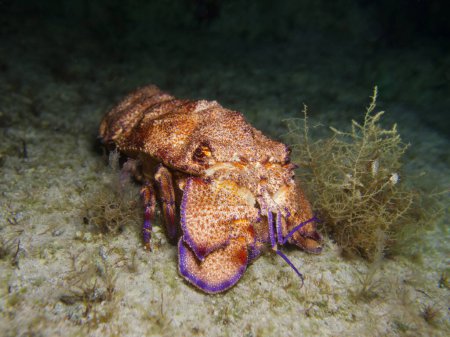 Téléchargez les photos : Pantoufle de Méditerranée homard la nuit - en image libre de droit