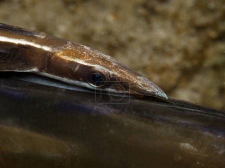 Foto de Remora o cangrejo en la espalda de un pez corneta muerto - Imagen libre de derechos