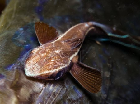 Remora o cangrejo en la espalda de un pez corneta muerto