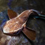 Remora or suckerfish on the back of a dead cornetfish