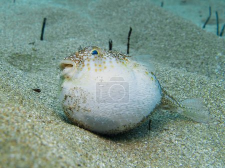 Photo for Inflated pufferfish lying on its side - Royalty Free Image