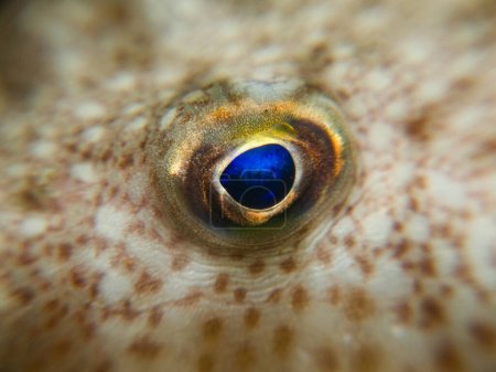 Blaues Auge eines niedlichen Baby-Kugelfisches