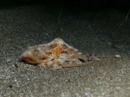 Photo for Baby octopus playing at night - Royalty Free Image