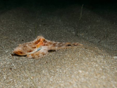 Playful baby octopus at night 