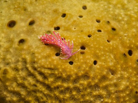 Rosafarbene Nacktschnecke Flabellina affinis auf einem Meeresschwamm 