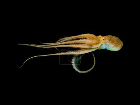 Glowing octopus from the Mediterranean Sea in mid-water at night