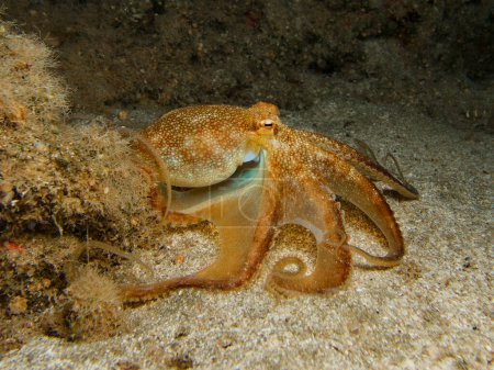 Playful juvenile octopus at night