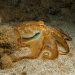 Playful juvenile octopus at night