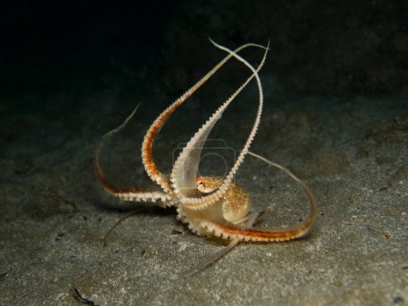 Photo for Playful juvenile octopus at night - Royalty Free Image