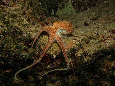 Photo for Bronze coloured octopus at night - Royalty Free Image
