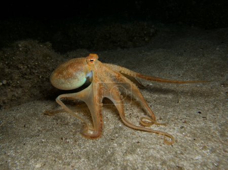 Photo for Common octopus Octopus vulgaris at night - Royalty Free Image