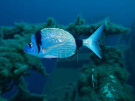 Two-banded sea bream from Larnaca, Cyprus