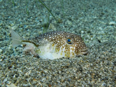 Photo for Baby puffer fish buried in sand - Royalty Free Image