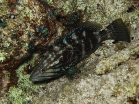 Juvenile mottled grouper Mycteroperca rubra from Cyprus 