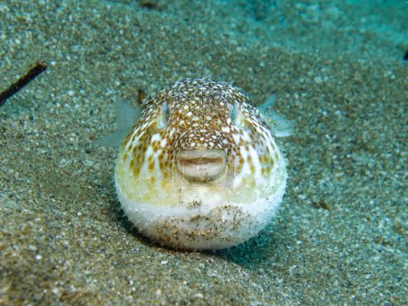 Inflated puffer fish from Cyprus 