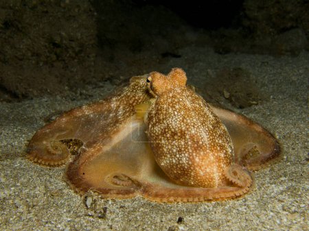 Photo for Golden umbrella octopus at night - Royalty Free Image