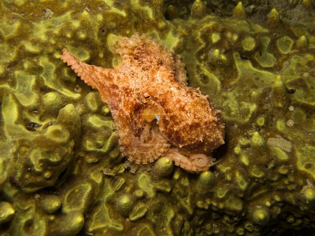 Octopus vulgaris auf einem schwammigen Felsen