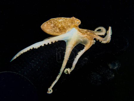 Baby octopus on a divers hand at night