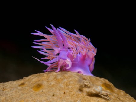 Foto de Nudibranch Flabellina affinis from Cyprus - Imagen libre de derechos
