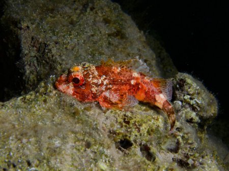 Madeira scorpion fish from Cyprus