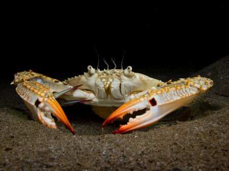 Photo for Invasive blue swimming crab in the Mediterranean Sea - Royalty Free Image