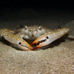 Invasive blue swimming crab in the Mediterranean Sea 