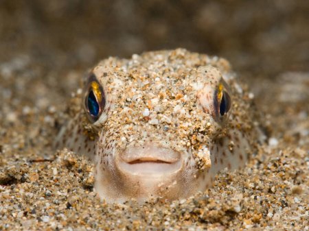 Cute pufferfish hiding in the sand