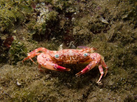 Cute pink crab with green eyes