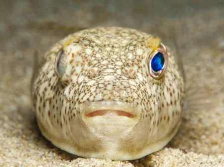 Baby puffer fish from Cyprus
