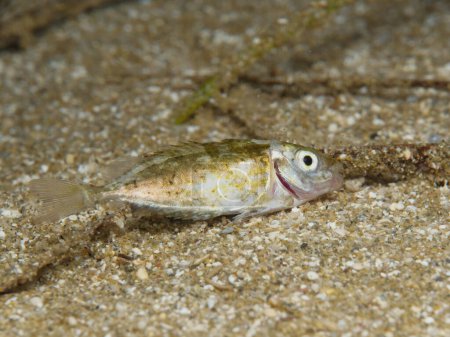 Dead Dusky spinefoot on the seabed 