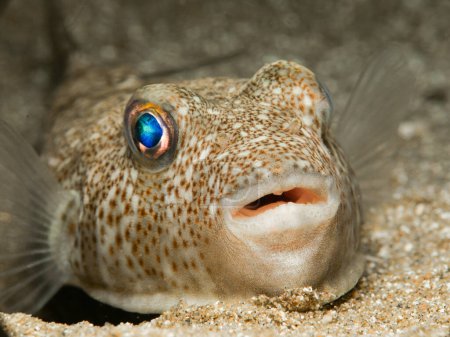 Baby puffer fish from Cyprus