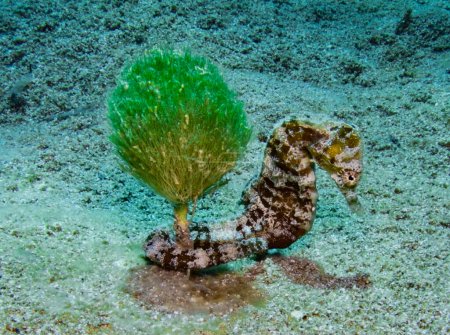 Seepferdchen an Meerespflanze befestigt