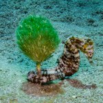 Sea horse attached to a marine plant