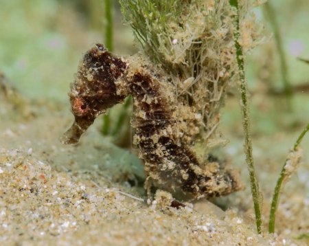 Young sea horse from the Mediterranean Sea 