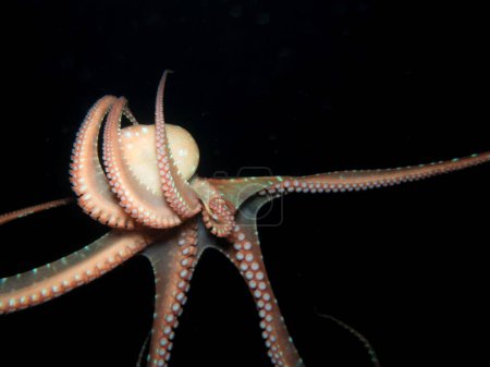 Photo for Atlantic white spotted octopus from Cyprus - Royalty Free Image