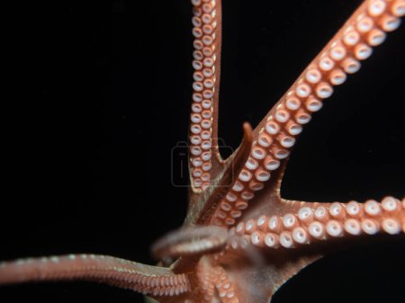 Atlantic white spotted octopus from Cyprus