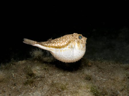 Photo for Yellow spotted puffer fish at night - Royalty Free Image