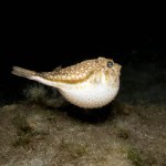 Yellow spotted puffer fish at night 