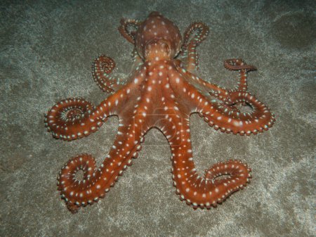 Photo for Atlantic white spotted octopus from Cyprus - Royalty Free Image
