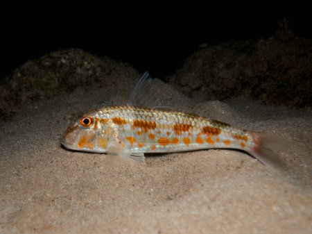 Photo for Red mullet from Cyprus at night - Royalty Free Image