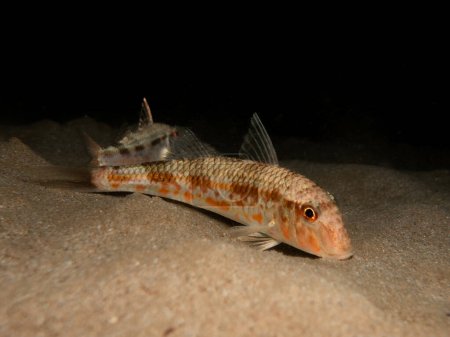 Red mullet from Cyprus at night
