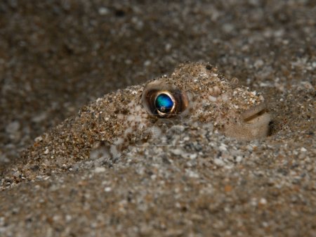 Photo for Blue eyed puffer fish from Cyprus - Royalty Free Image