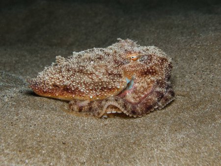 Niedliche Baby-Krake spielt auf dem sandigen Meeresboden