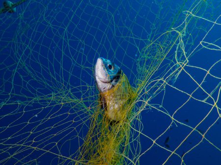 Ghost nets never stop to kill