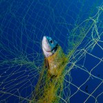 Ghost nets never stop to kill