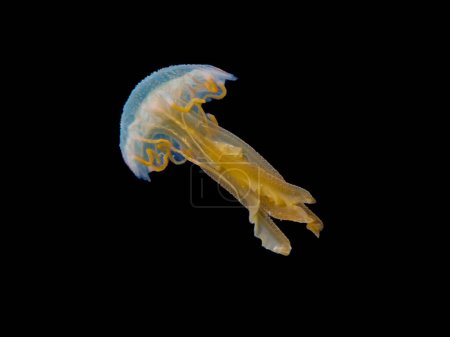 Yellow jellyfish Pelagia noctiluca at night