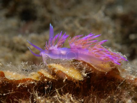 Photo for Purple-pink nudibranch from Larnaca Bay - Royalty Free Image